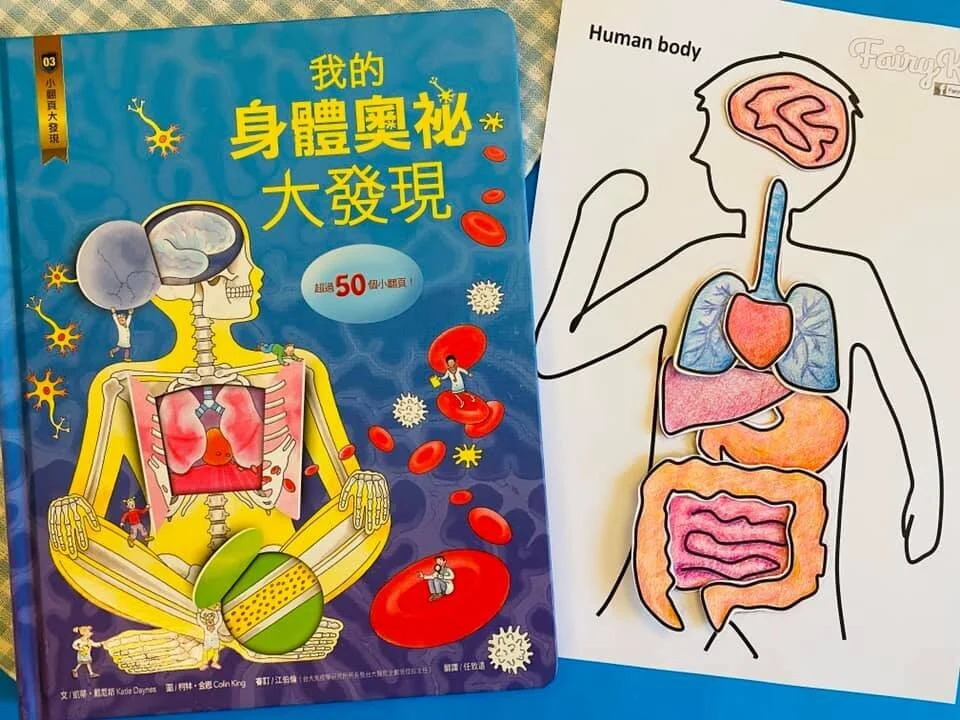 身體構造「翻翻書」太酷了!血液循環、骨骼、腦、五官一次完整了解