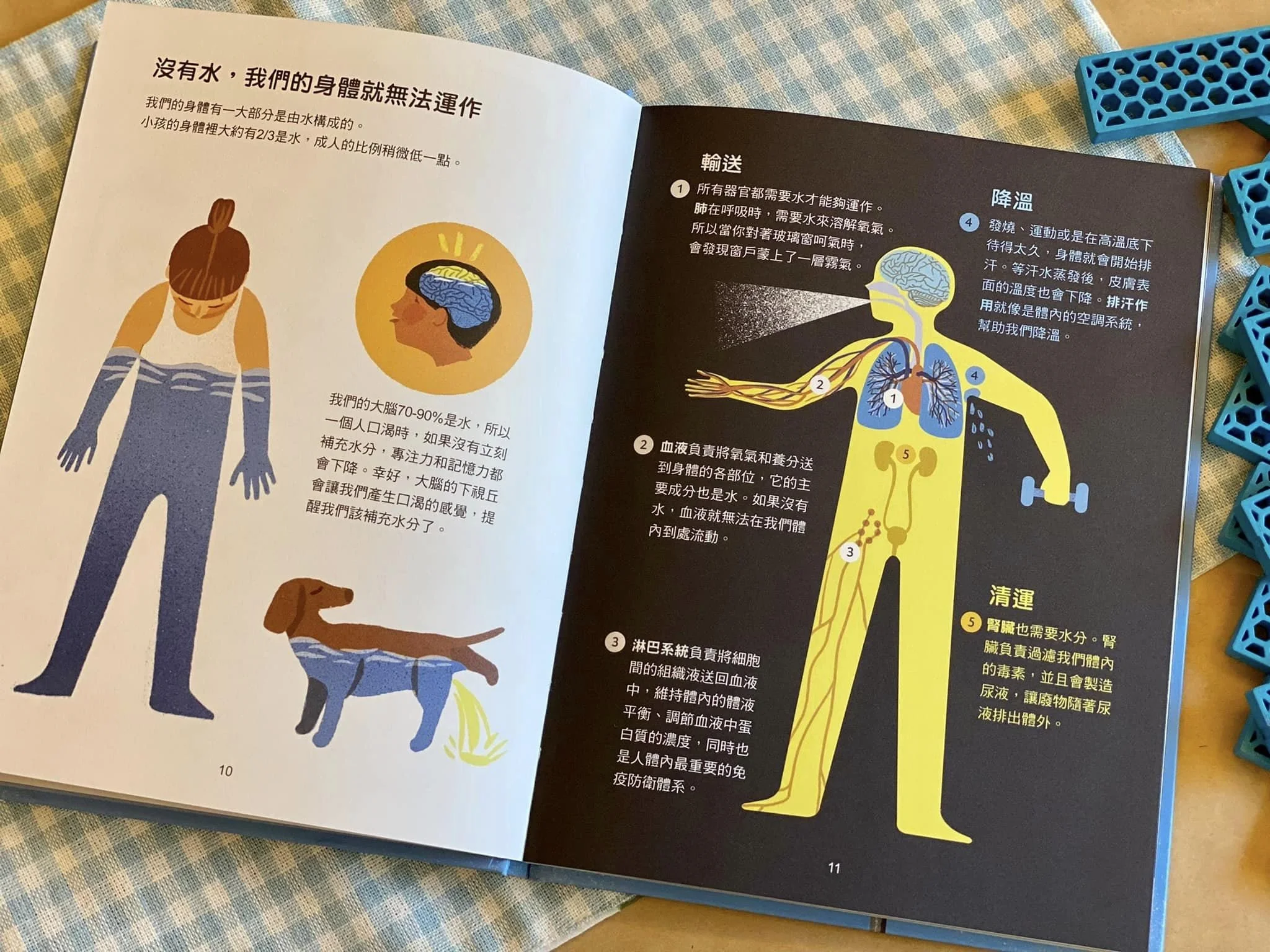 教小朋友認識水的知識！跟著Fairykids一起學水分子、水三態和人體的水分（免費下載）