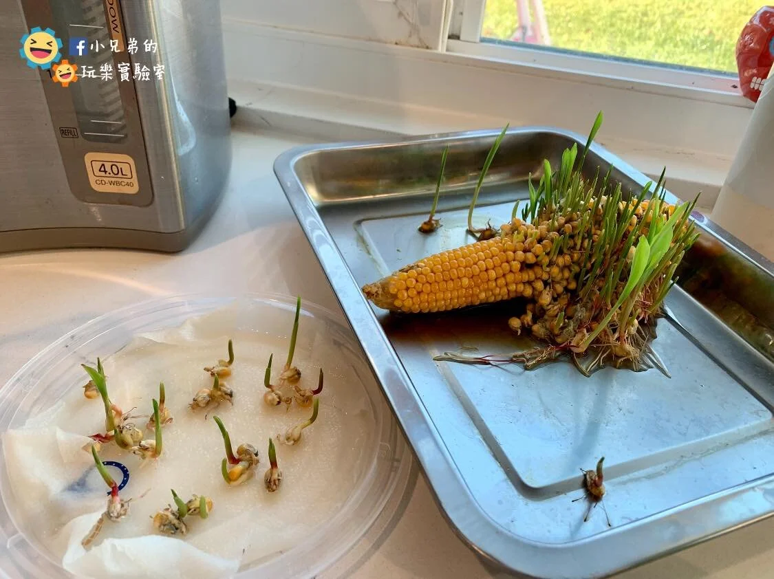toybrain_corn1.jpg