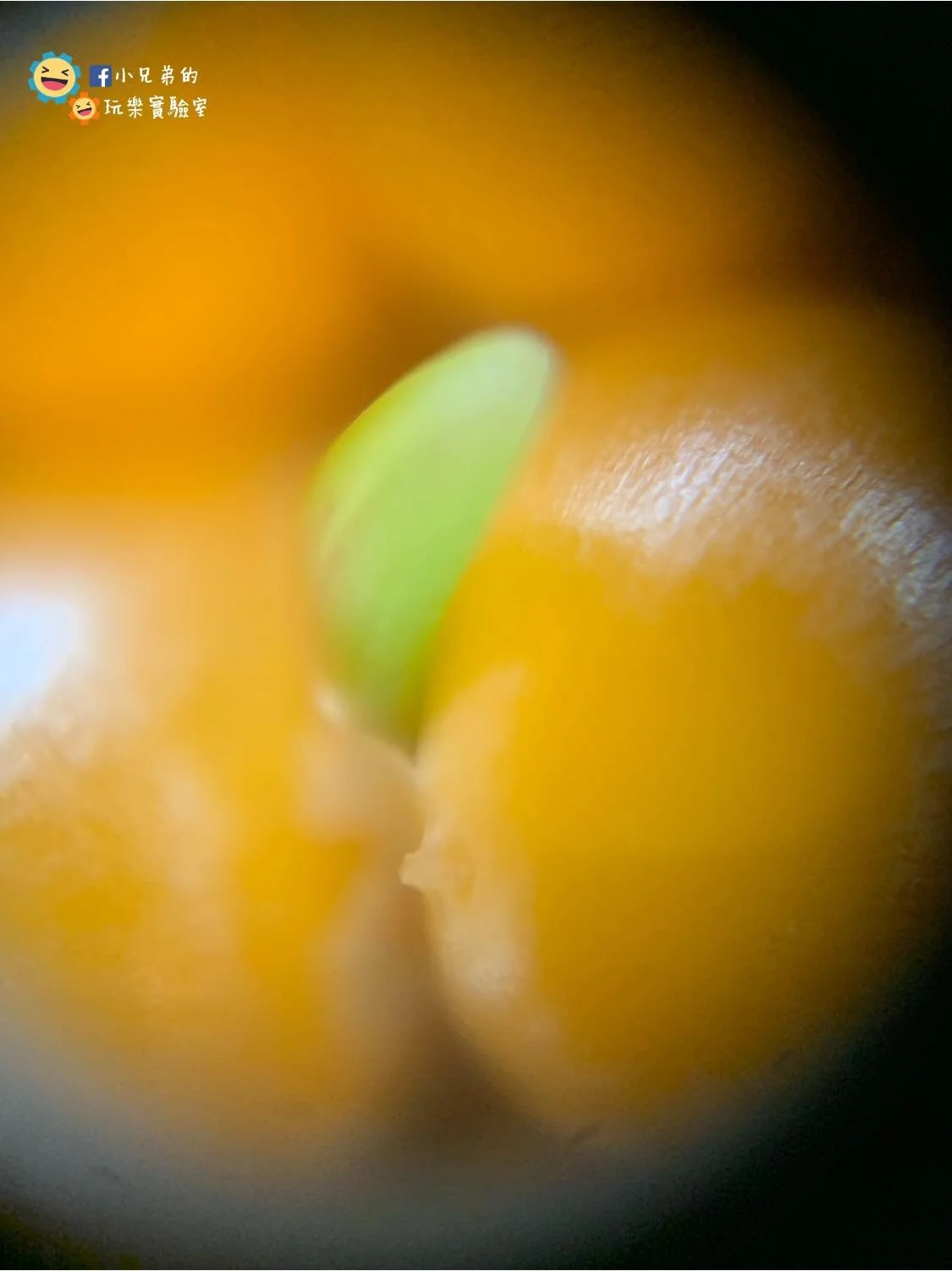 toybrain_corn7.jpg