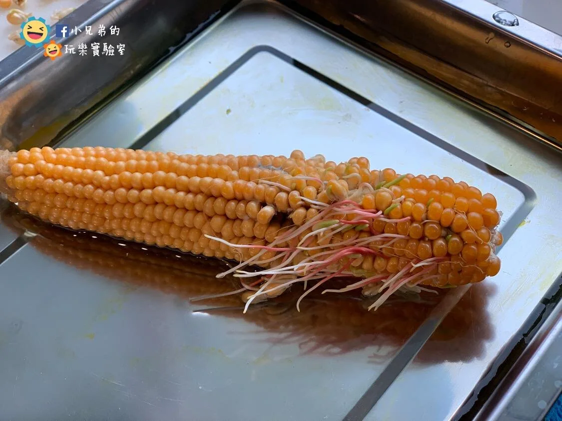 toybrain_corn6.jpg