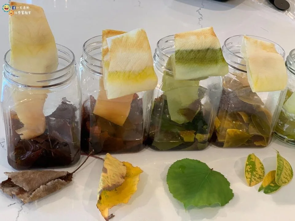 葉子為什麼會變黃? 小兄弟的玩樂實驗室帶你了解葉子變色的秘密 !